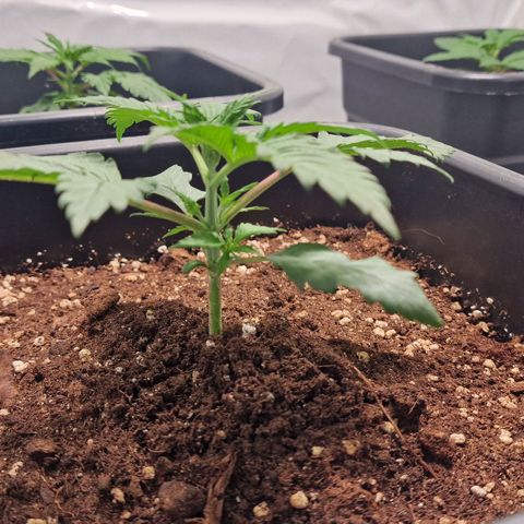 Haze Berry growlog timeline photo