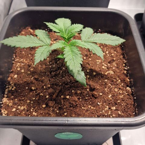 Haze Berry growlog timeline photo
