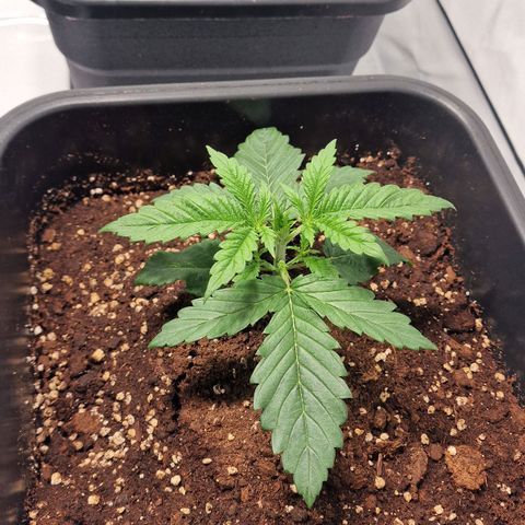 Haze Berry growlog timeline photo