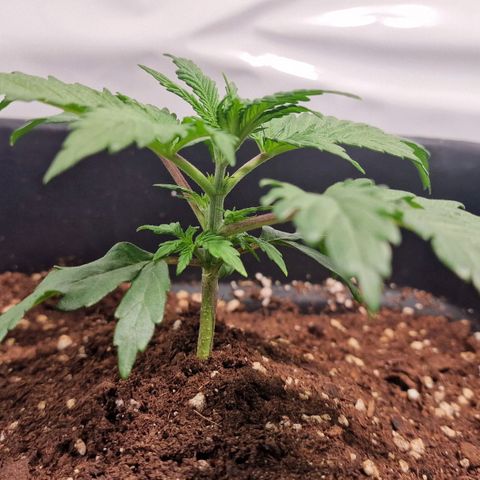 Haze Berry growlog timeline photo