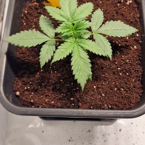 Haze Berry growlog timeline photo