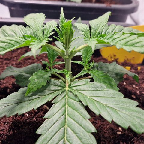 Haze Berry growlog timeline photo