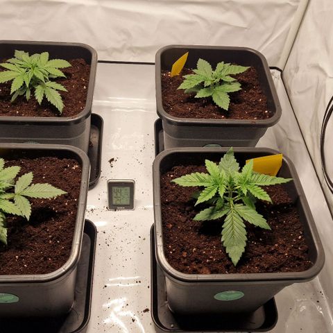 Haze Berry growlog timeline photo
