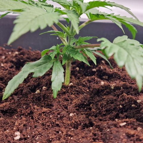 Haze Berry growlog timeline photo