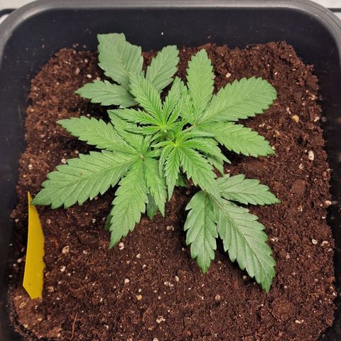 Haze Berry growlog timeline photo