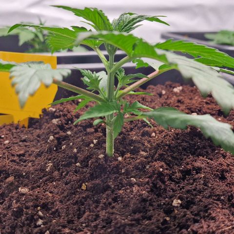 Haze Berry growlog timeline photo