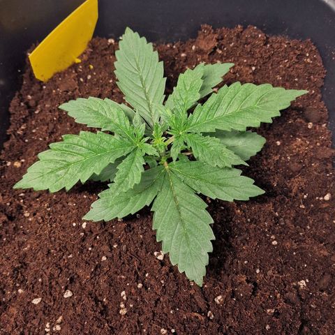 Haze Berry growlog timeline photo
