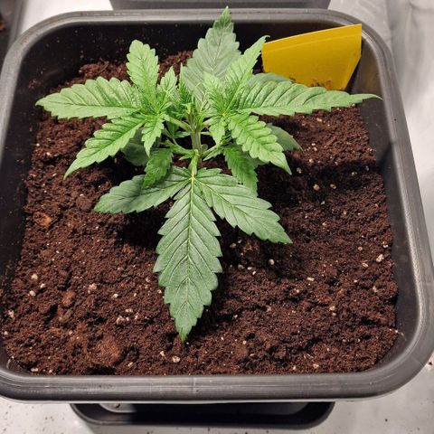 Haze Berry growlog timeline photo