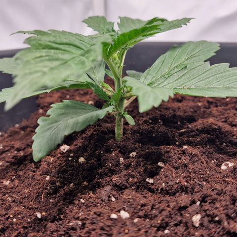 Haze Berry growlog timeline photo