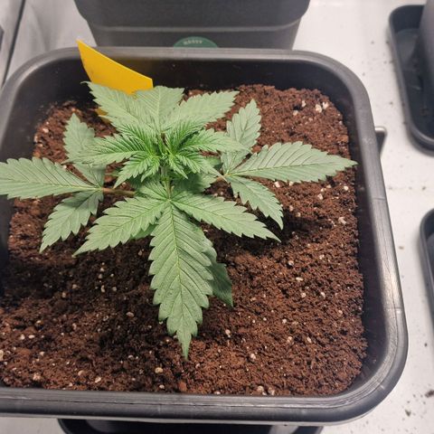 Haze Berry growlog timeline photo