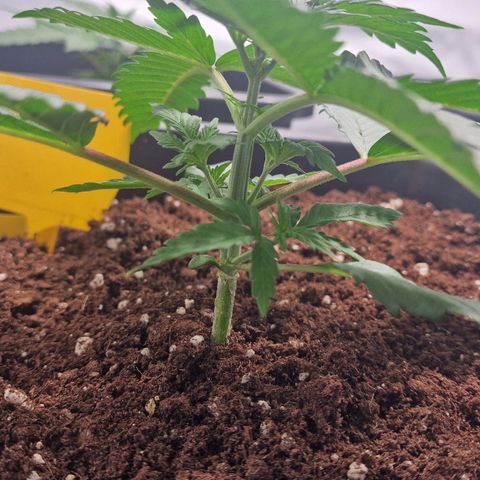 Haze Berry growlog timeline photo