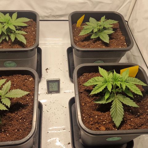 Haze Berry growlog timeline photo