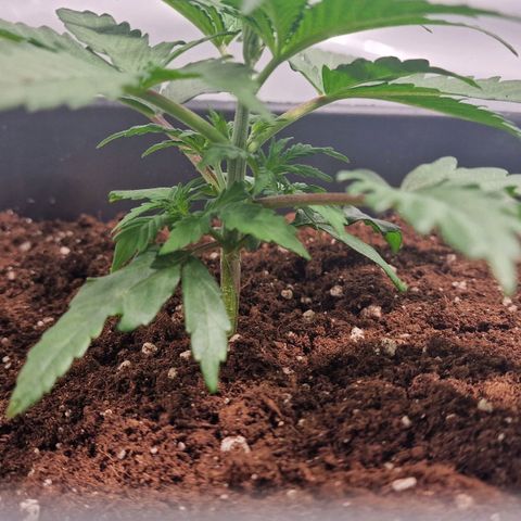 Haze Berry growlog timeline photo