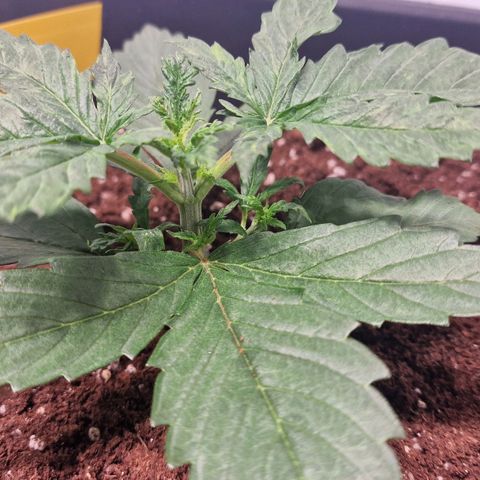 Haze Berry growlog timeline photo