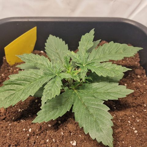 Haze Berry growlog timeline photo