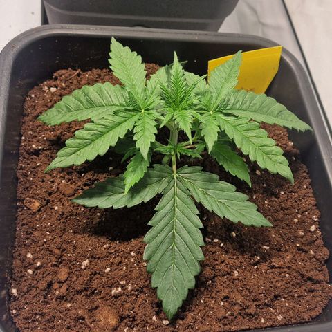 Haze Berry growlog timeline photo