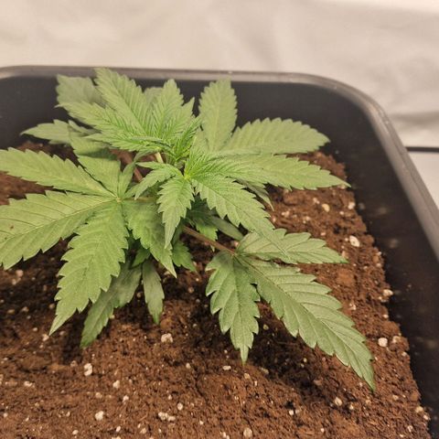 Haze Berry growlog timeline photo