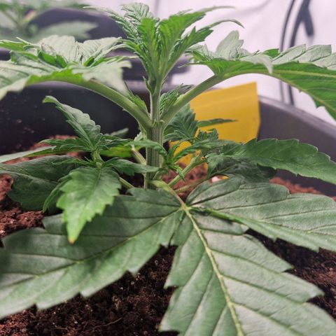 Haze Berry growlog timeline photo