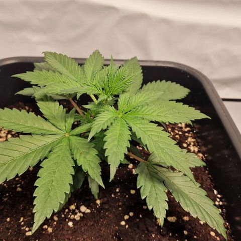 Haze Berry growlog timeline photo