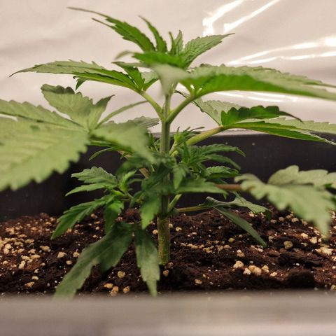 Haze Berry growlog timeline photo