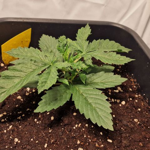 Haze Berry growlog timeline photo