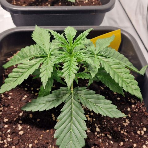 Haze Berry growlog timeline photo