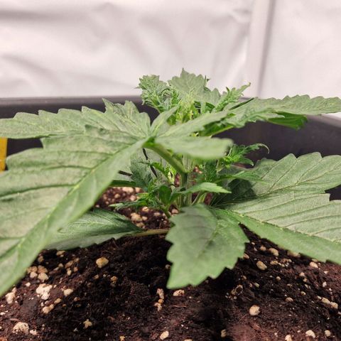 Haze Berry growlog timeline photo