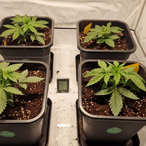 Haze Berry growlog timeline photo