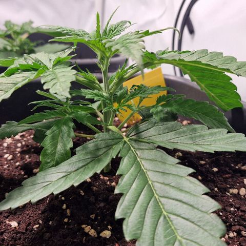 Haze Berry growlog timeline photo