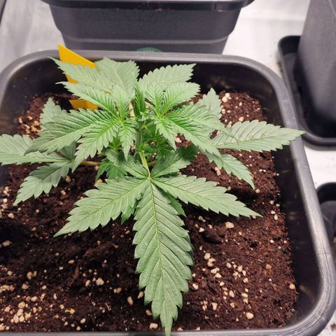 Haze Berry growlog timeline photo