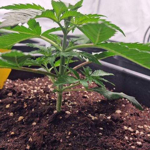 Haze Berry growlog timeline photo
