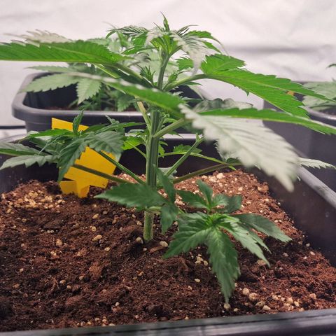 Haze Berry growlog timeline photo