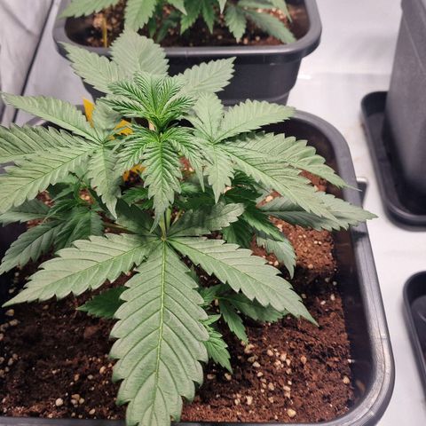 Haze Berry growlog timeline photo