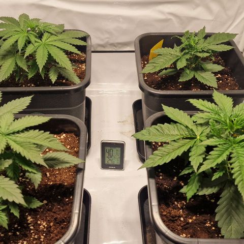Haze Berry growlog timeline photo