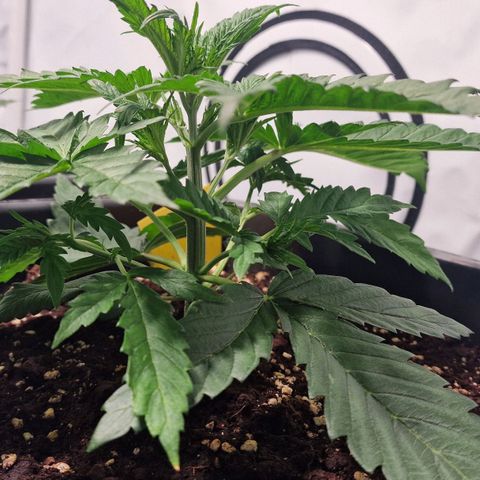 Haze Berry growlog timeline photo