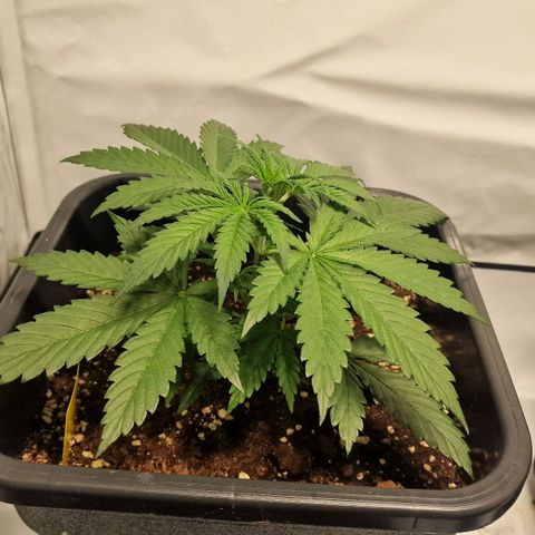 Haze Berry growlog timeline photo