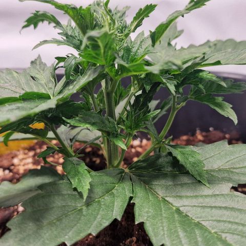 Haze Berry growlog timeline photo