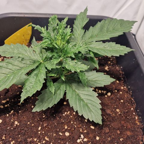 Haze Berry growlog timeline photo