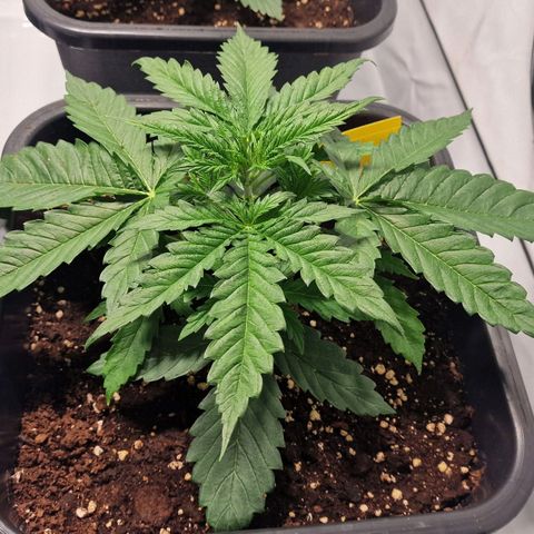 Haze Berry growlog timeline photo