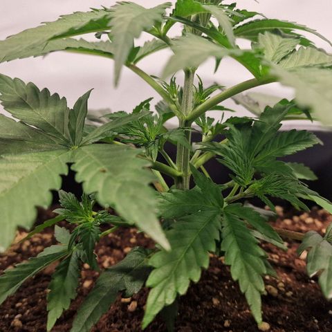 Haze Berry growlog timeline photo