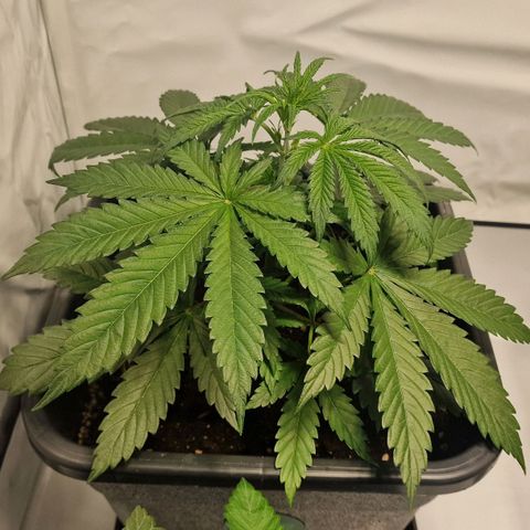 Haze Berry growlog timeline photo