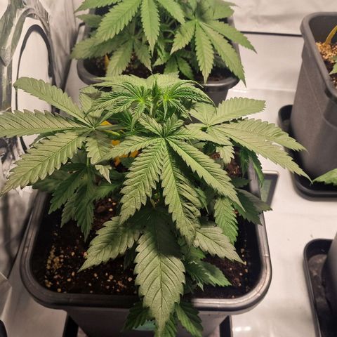 Haze Berry growlog timeline photo