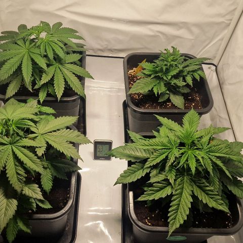 Haze Berry growlog timeline photo