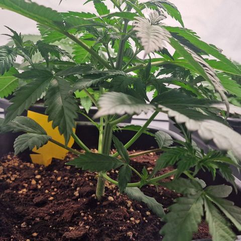 Haze Berry growlog timeline photo