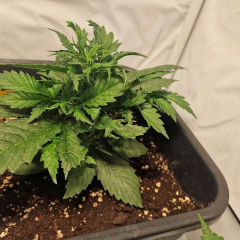 Haze Berry growlog timeline photo