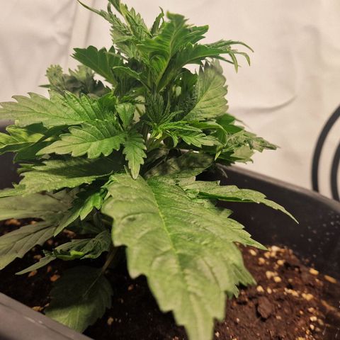 Haze Berry growlog timeline photo