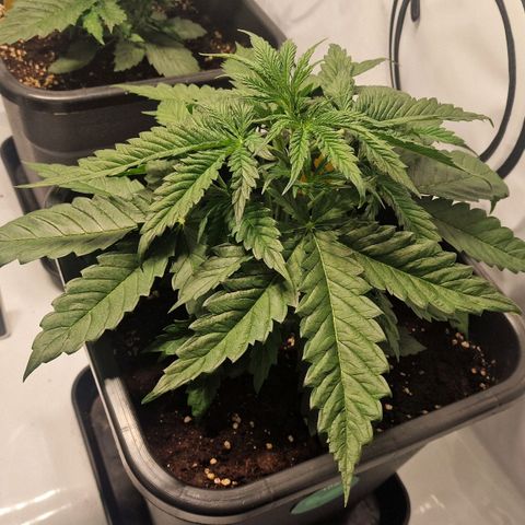 Haze Berry growlog timeline photo