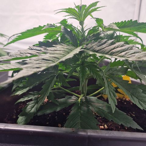 Haze Berry growlog timeline photo