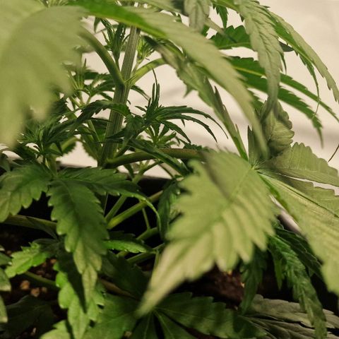 Haze Berry growlog timeline photo