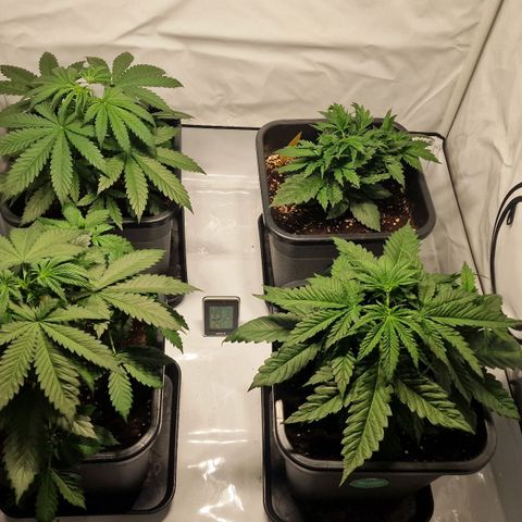 Haze Berry growlog timeline photo